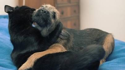 enfermedades de perros Archivos - TiendAnimal
