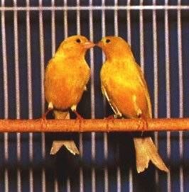 CANARIO MACHO HEMBRA canario macho hembra: