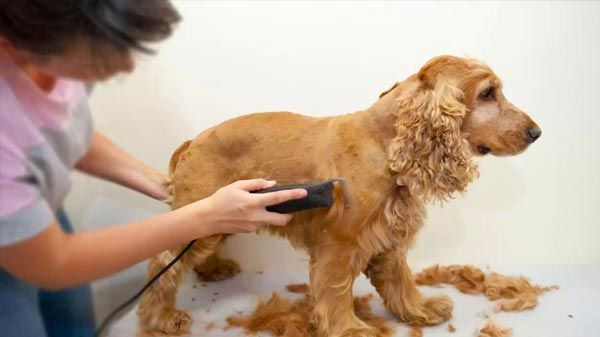 Como limpiar los pelos de perro/ gato?