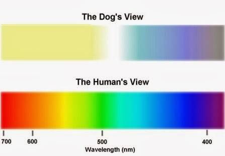 La visión del perro