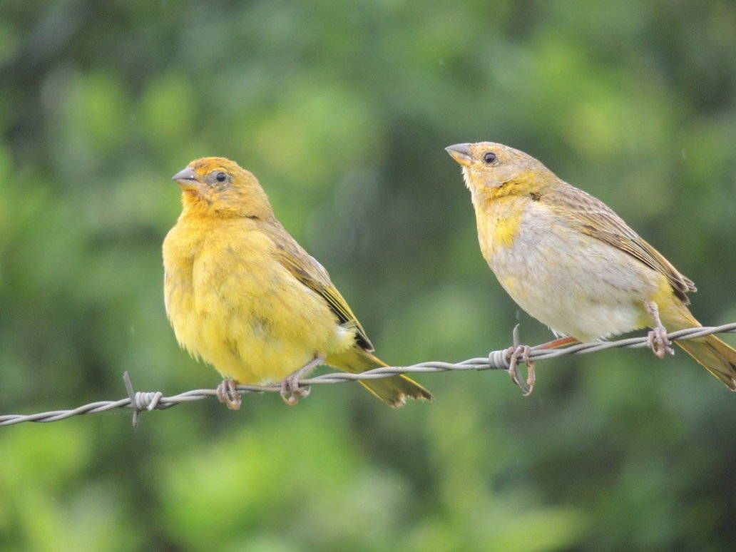 sexado de aves pareja canarios