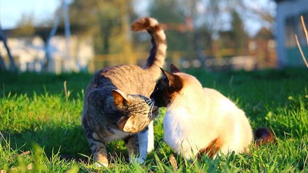 gato-roza-nariz