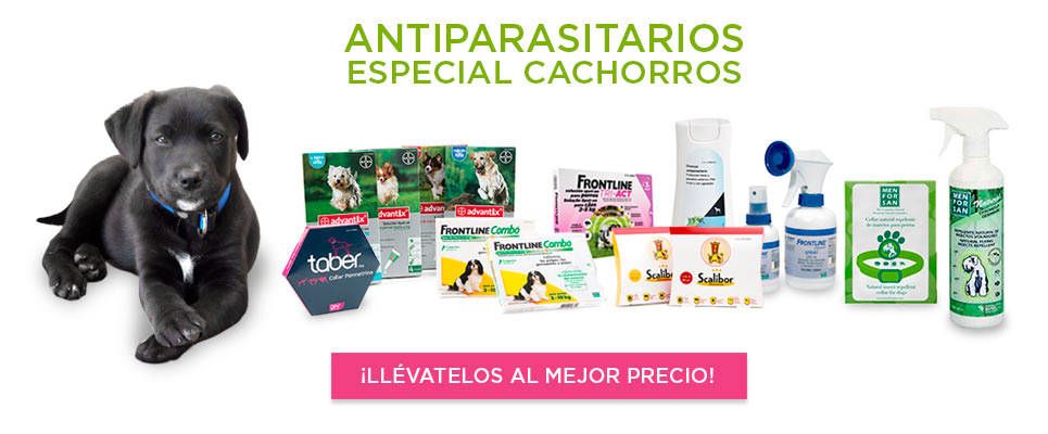 Las operaciones de la desaparición de los parásitos del cerebro