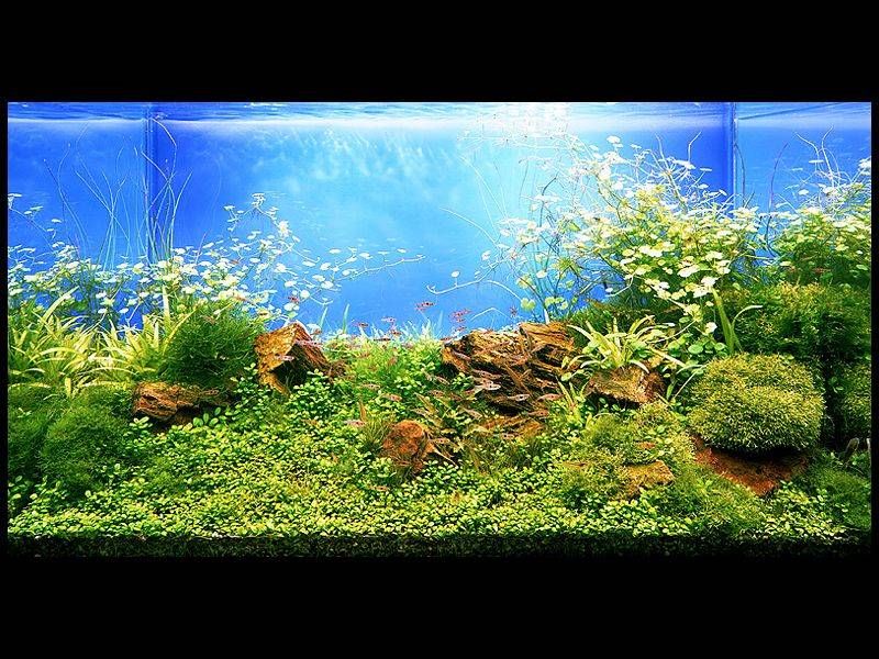 Todo sobre decoración de acuarios