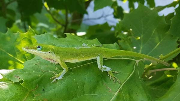 Anolis