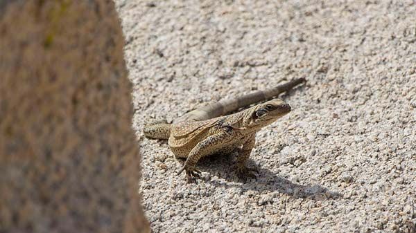 Chuckwalla