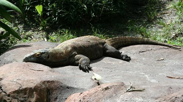 Dragón de comodo