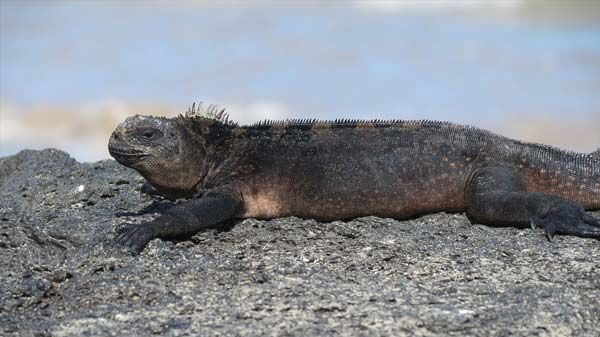 Iguana marina galapagos