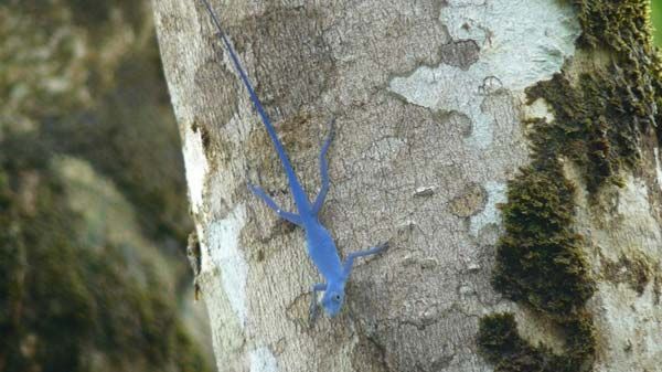 Lagarto azul de gorgona