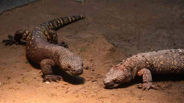 Lagarto escorpión