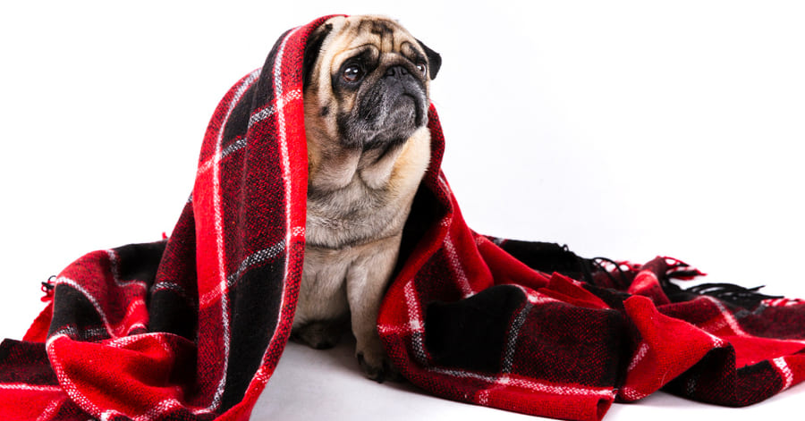 cuidado de mascotas durante el invierno