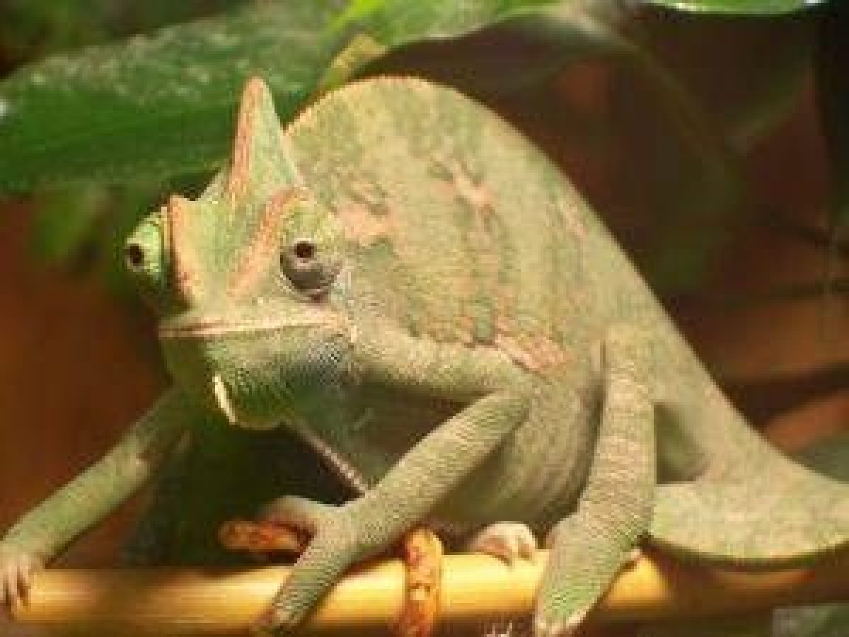equipar mi terrario Iguana o un Camaleón