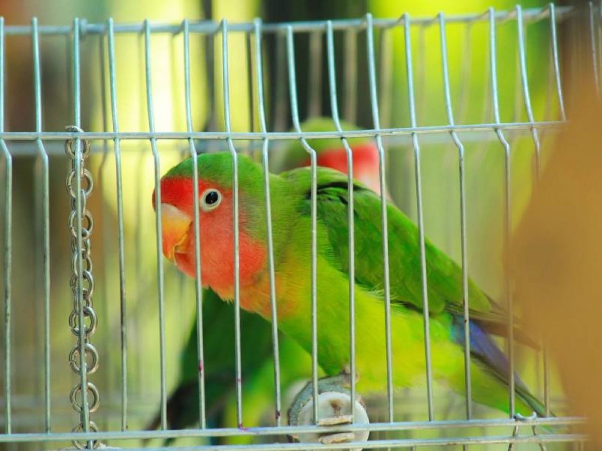 espacio desayuno Marte Como preparar una jaula para aves bien equipada