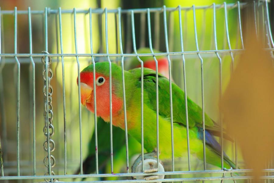 Como-preparar-una-jaula-para-aves-bien-equipada