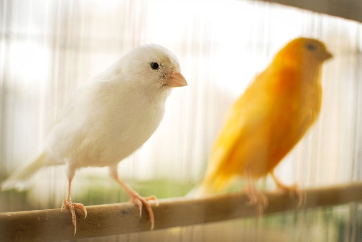 nicotina ligado himno Nacional Cría de canarios en casa - Tiendanimal