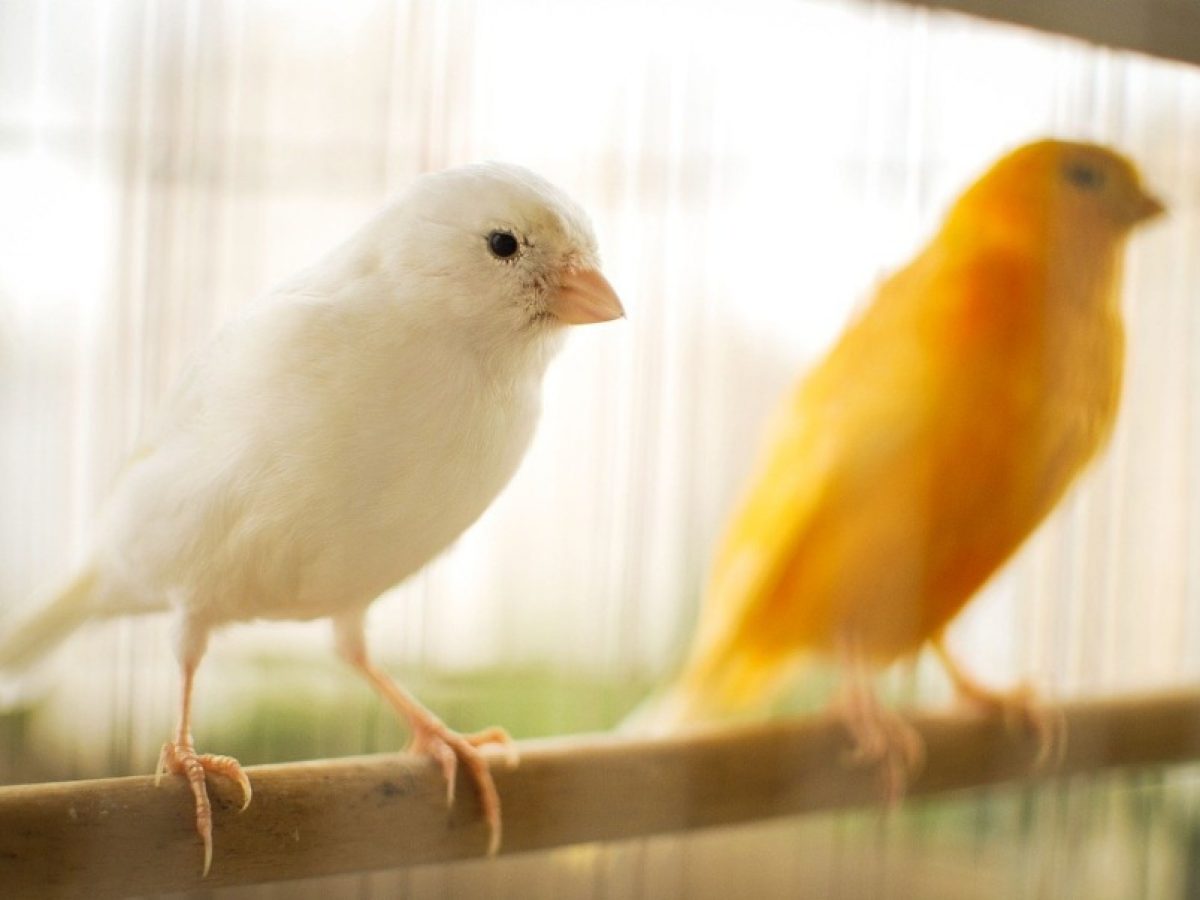 Currículum Necesito Aprendizaje Cría de canarios en casa - Tiendanimal