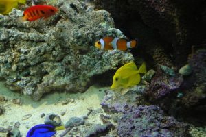 Cómo planear un acuario de agua salada