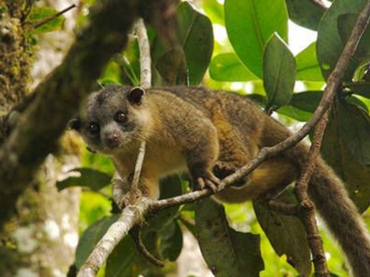 Actualizar 71+ images al oso le gusta la miel Viaterra.mx Actualizar 71+ images al oso le gusta la miel Viaterra.mx