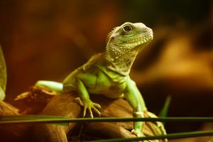 Enfermedad ósea metabólica de los reptiles
