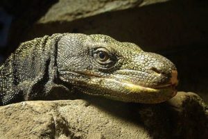 Gradiente térmico para reptiles_ cómo lograrlo