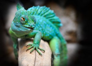 Hiper e hipoactividad en los reptiles en cautiverio