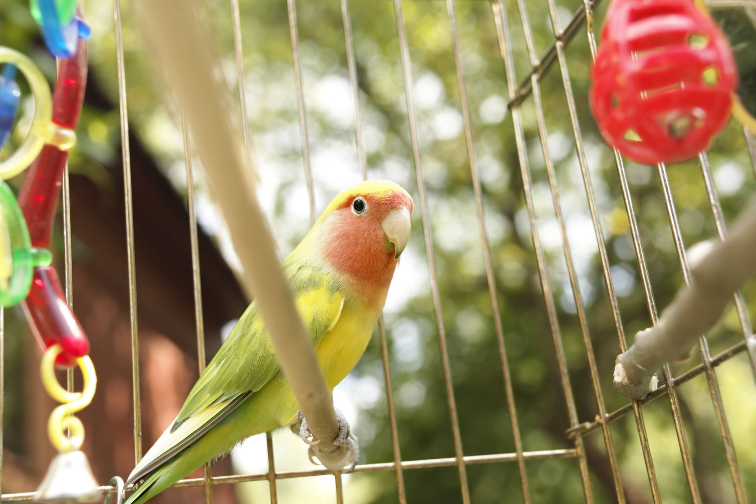 Apoya libros METAL con estilo de aves