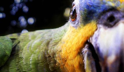 Alimentación en los psitácidos – Dietas