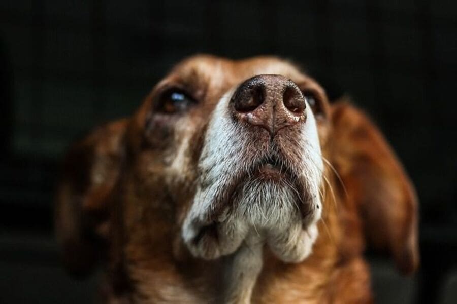 Cambios de comportamiento en perros ancianos y síntomas de la vejez