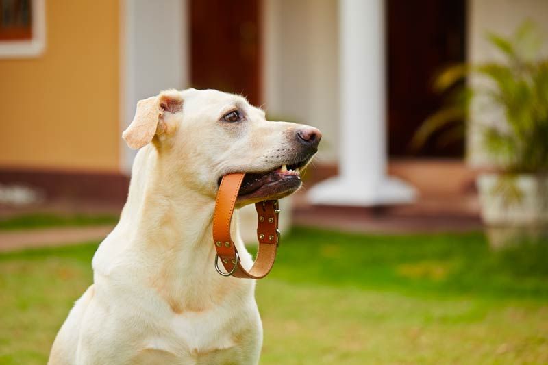 Uso correcto del collar de adiestramiento para perros