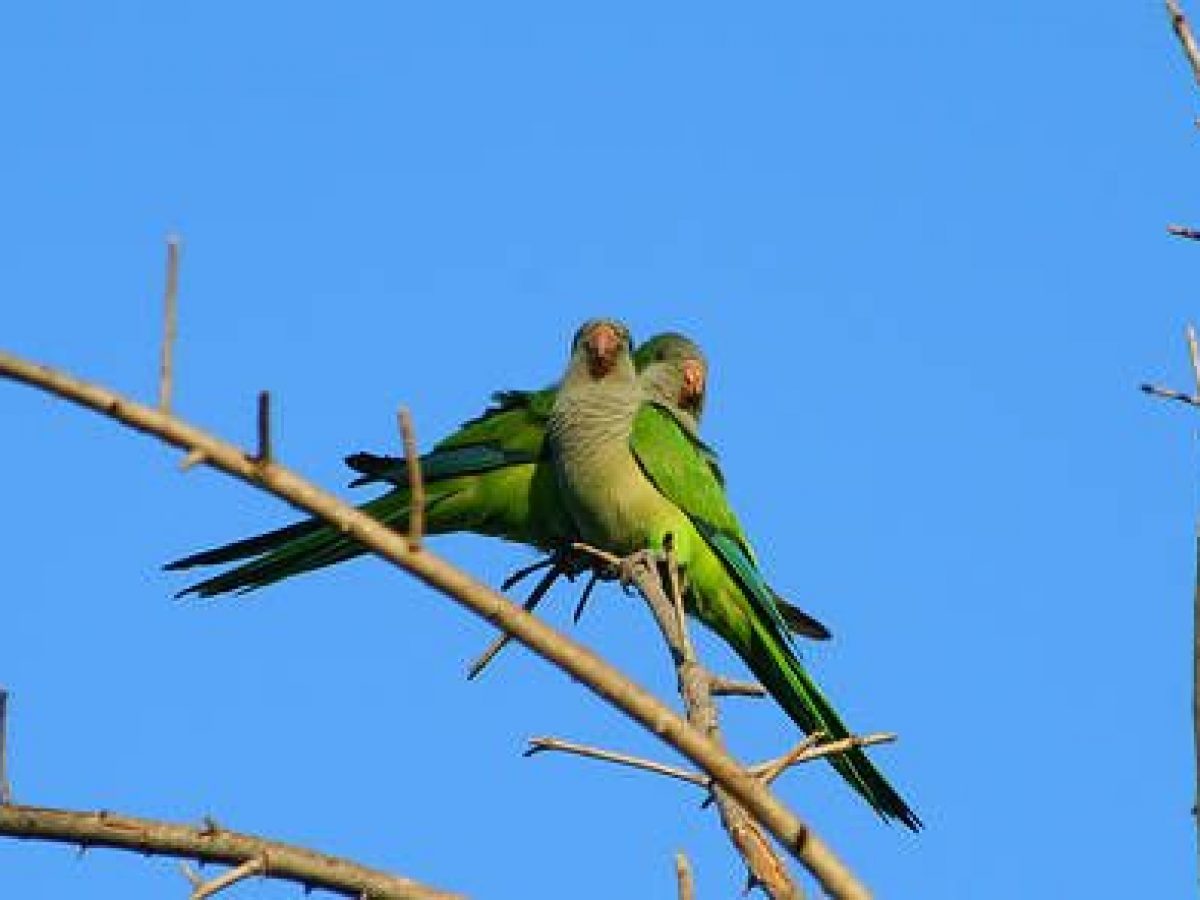 Cotorras argentinas