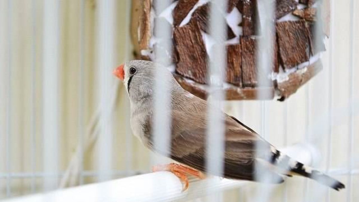 Síntomas de enfermedad en las aves domésticas - Tiendanimal