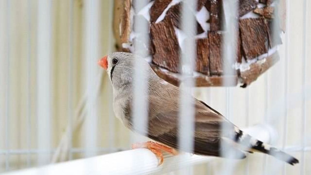 Síntomas de enfermedad en las aves domésticas - Tiendanimal Síntomas de enfermedad en las aves domésticas - Tiendanimal