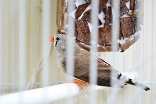 Síntoma que debes conocer para saber si tu pájaro está enfermo