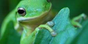 Ranas en el estanque