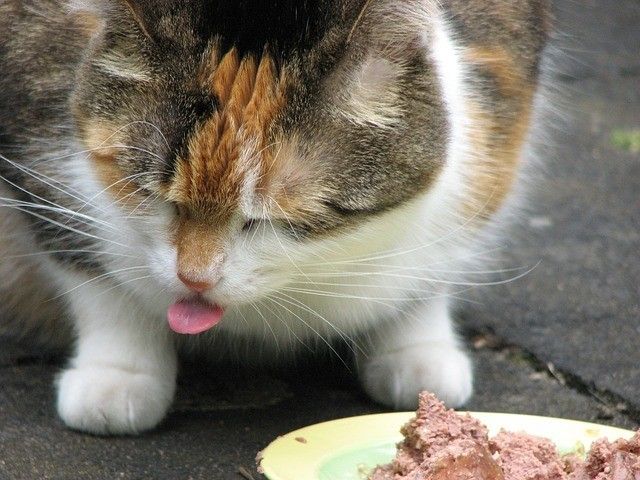 Toxicidad por exceso de vitamina A en los gatos