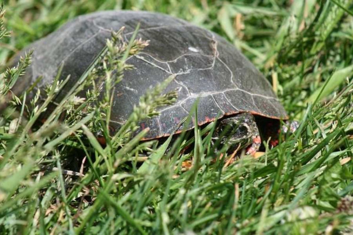 Guía la hibernación de las tortugas - Tiendanimal