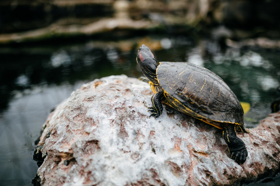 ¿Las tortugas deben hibernar?