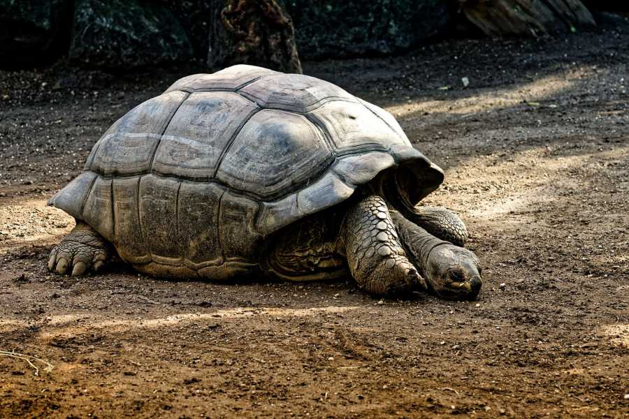 las-tortugas-deben-hibernar