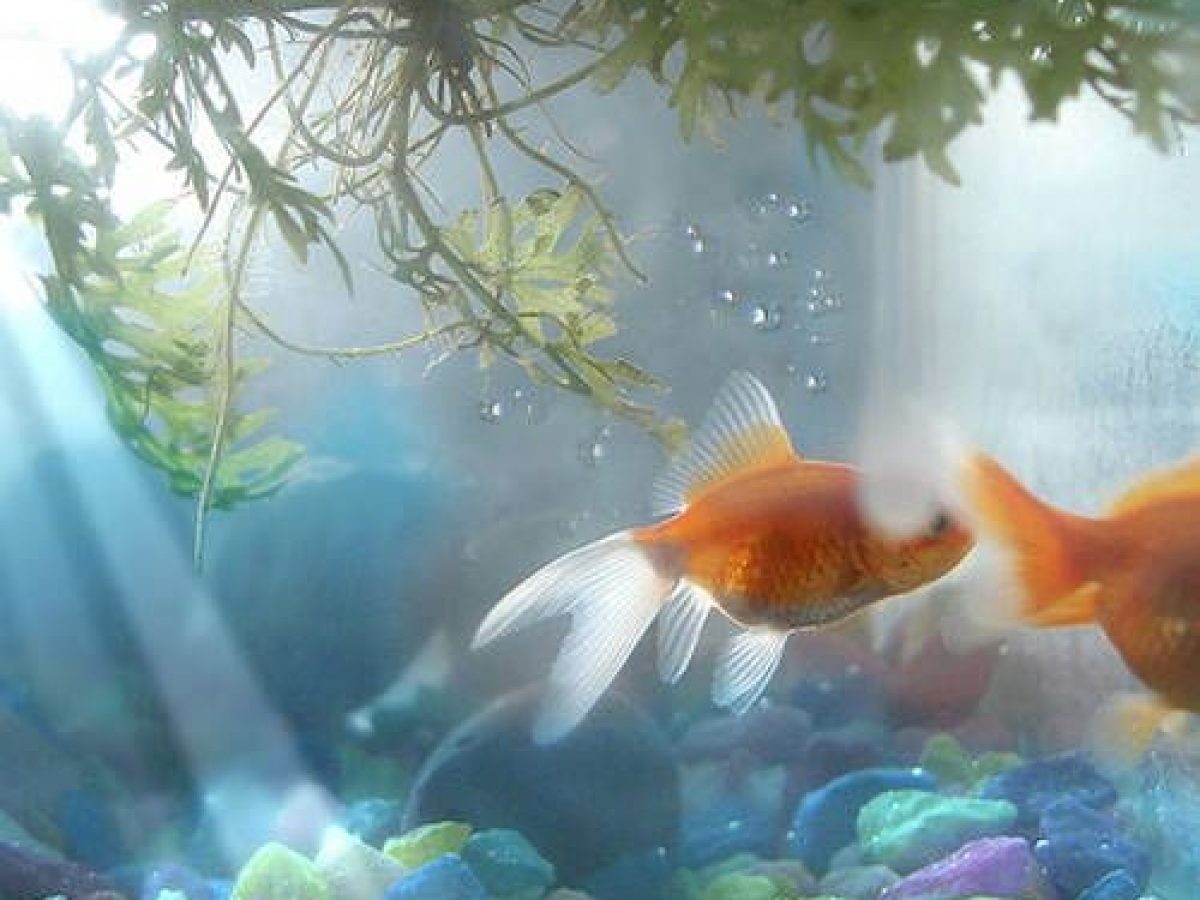 Iluminación en acuario - Tiendanimal