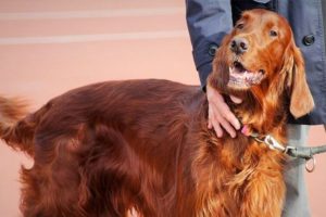 personas con inmunodeficiencia pueden tener mascotas