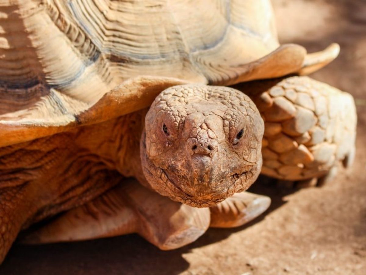 Cómo Cuidar una Tortuga de Tierra? - Tiendanimal Cómo Cuidar una Tortuga de Tierra? - Tiendanimal