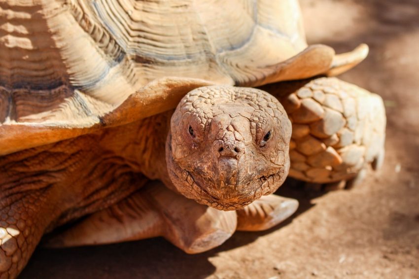 Cuidados que necesita una tortuga de tierra