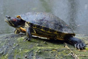 tortugas-orejas-rojas