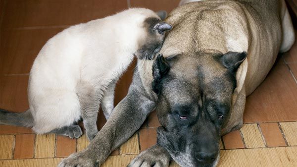 Trastornos reproductivos en Perras y Gatas