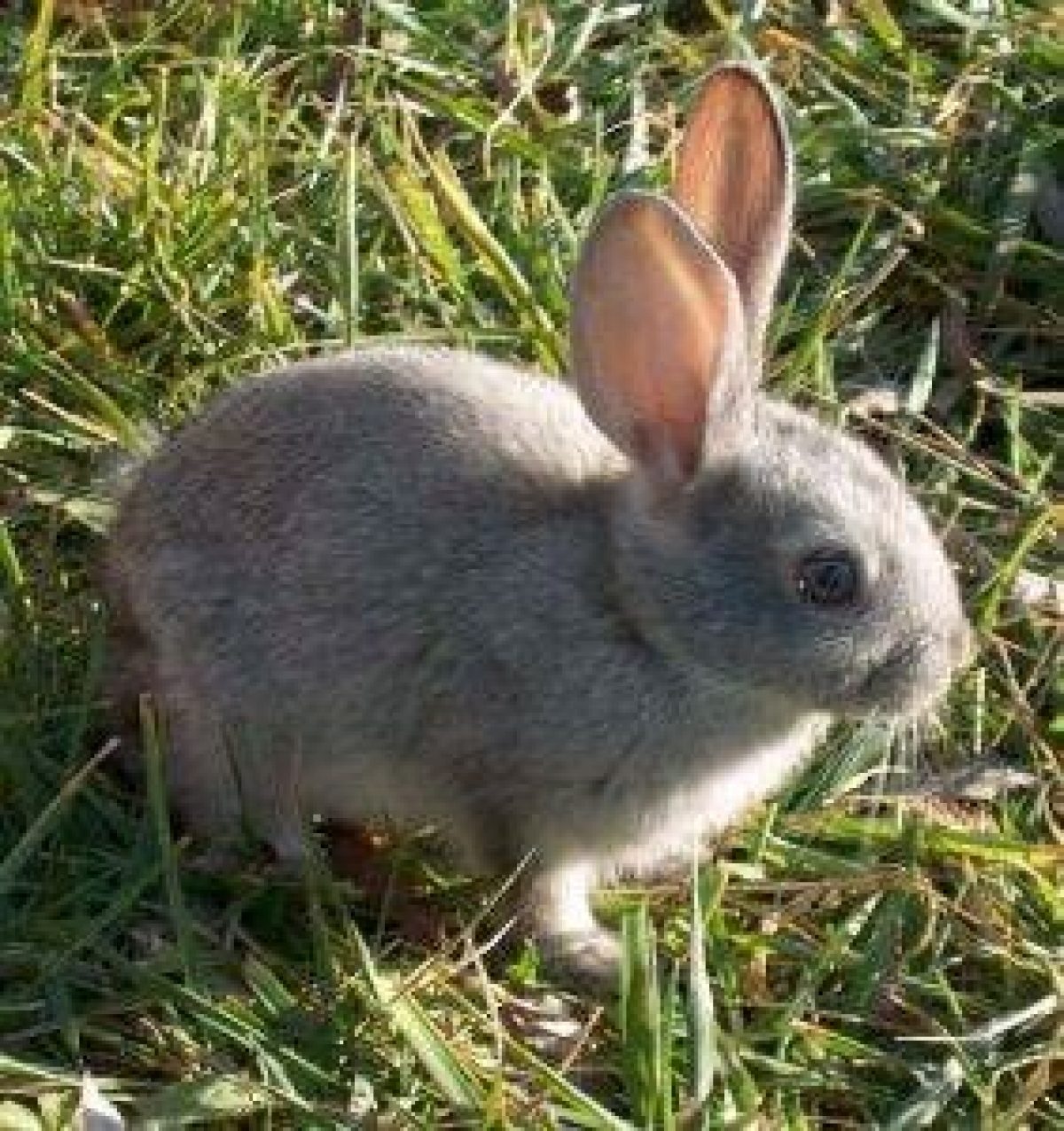 Características de los conejos Características de los conejos