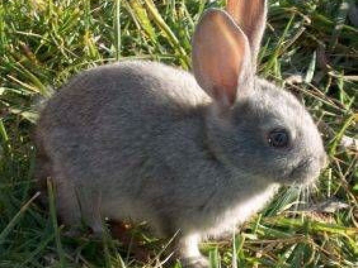 Caracteristicas De Los Conejos Caracteristicas De Los Conejos