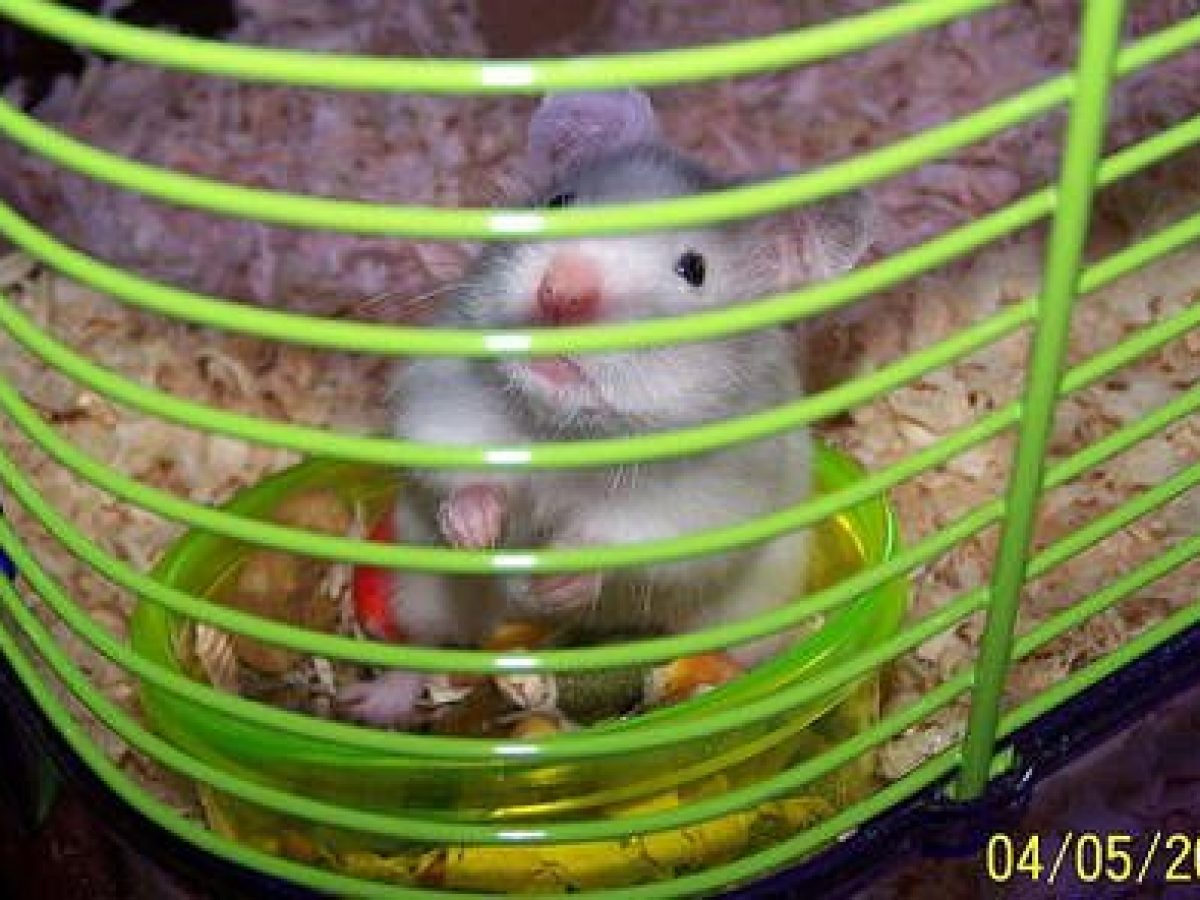 Por Que Algunos Hamsters Muerden Los Barrotes De La Jaula Por Que Algunos Hamsters Muerden Los Barrotes De La Jaula