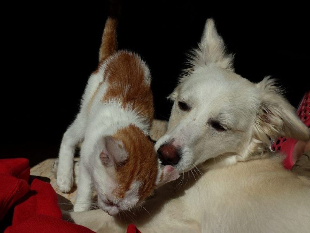 Cuidado de los oídos en perros y gatos - Tiendanimal