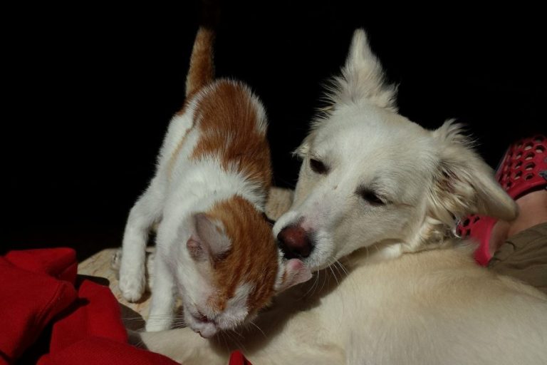 Cuidado de los oídos en perros y gatos