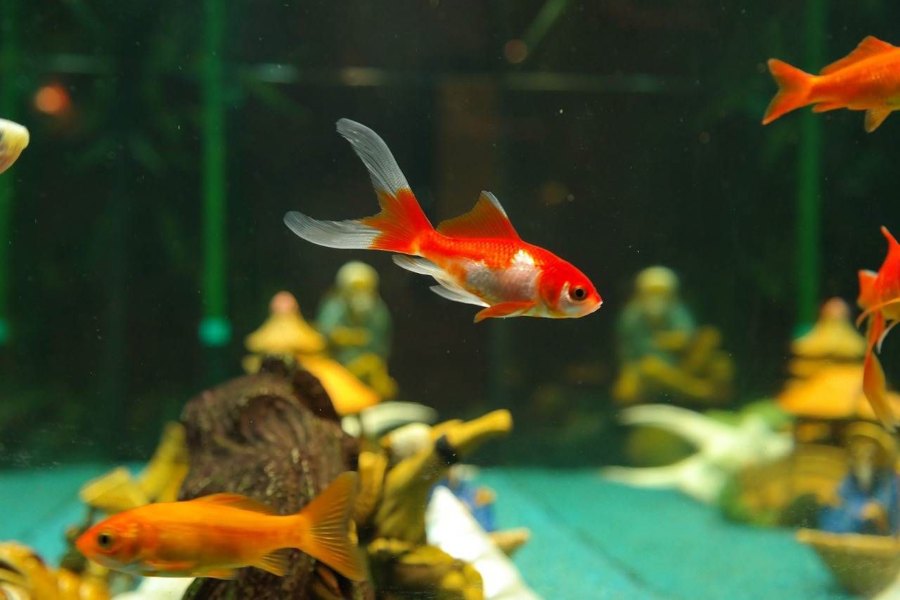 Mantenimiento del Agua de un Acuario